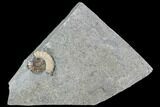 Fossil Ammonite (Promicroceras) - Lyme Regis #110718-1